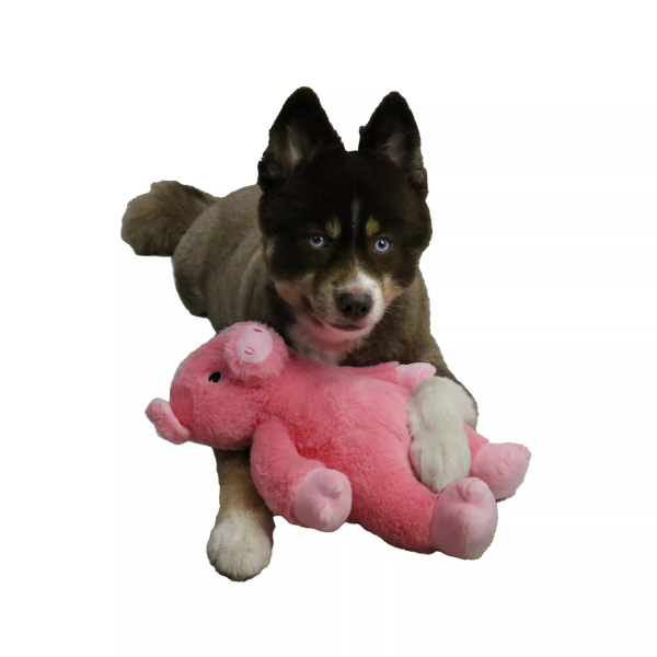 Dogstar Toys Dalton the Pig Plush Dog Toy Online now